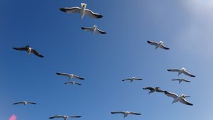 Bird Life in the Gansbaai Area